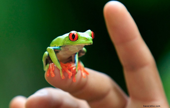 14 razões pelas quais você deve levar a família para a Costa Rica em vez de um parque temático 